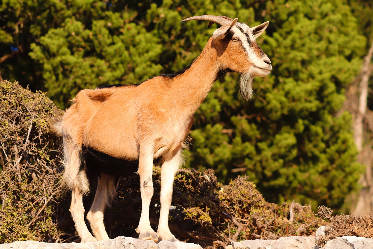 Goat Milk and Goat Cheese