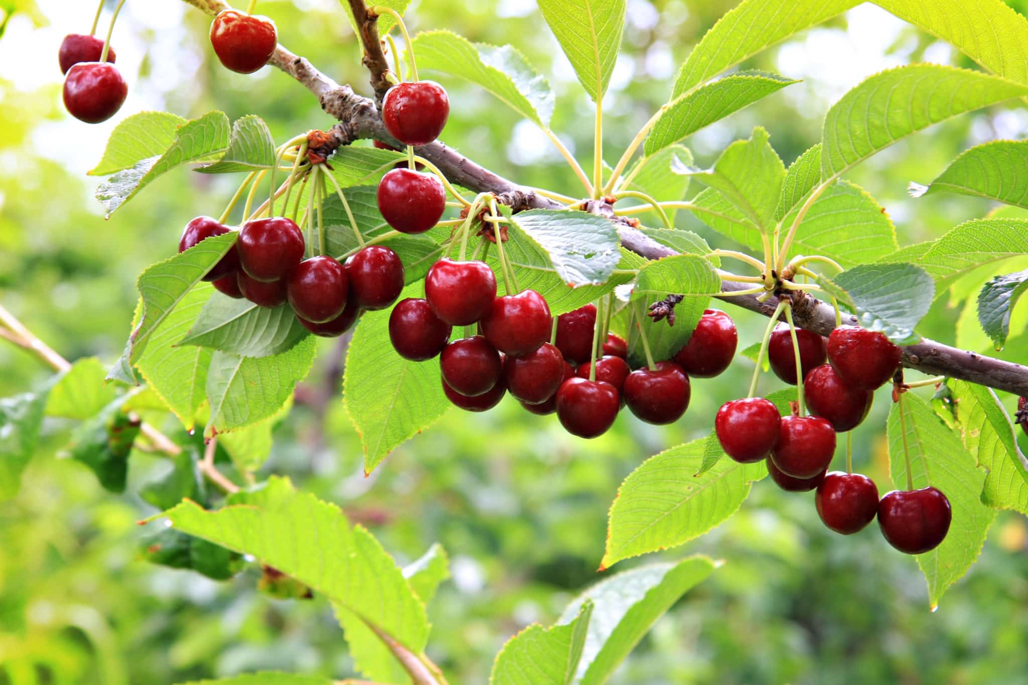 🍒 Cherry farming in rural Jamaica