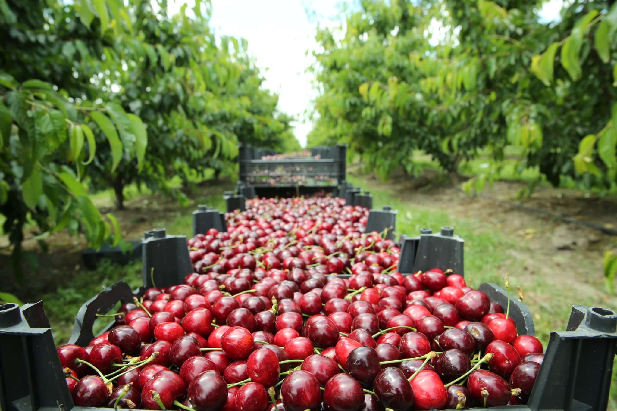 🍒 Cherry farming in rural Jamaica