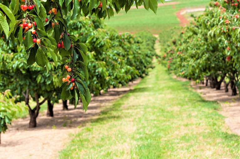 🍒 Cherry farming in rural Jamaica