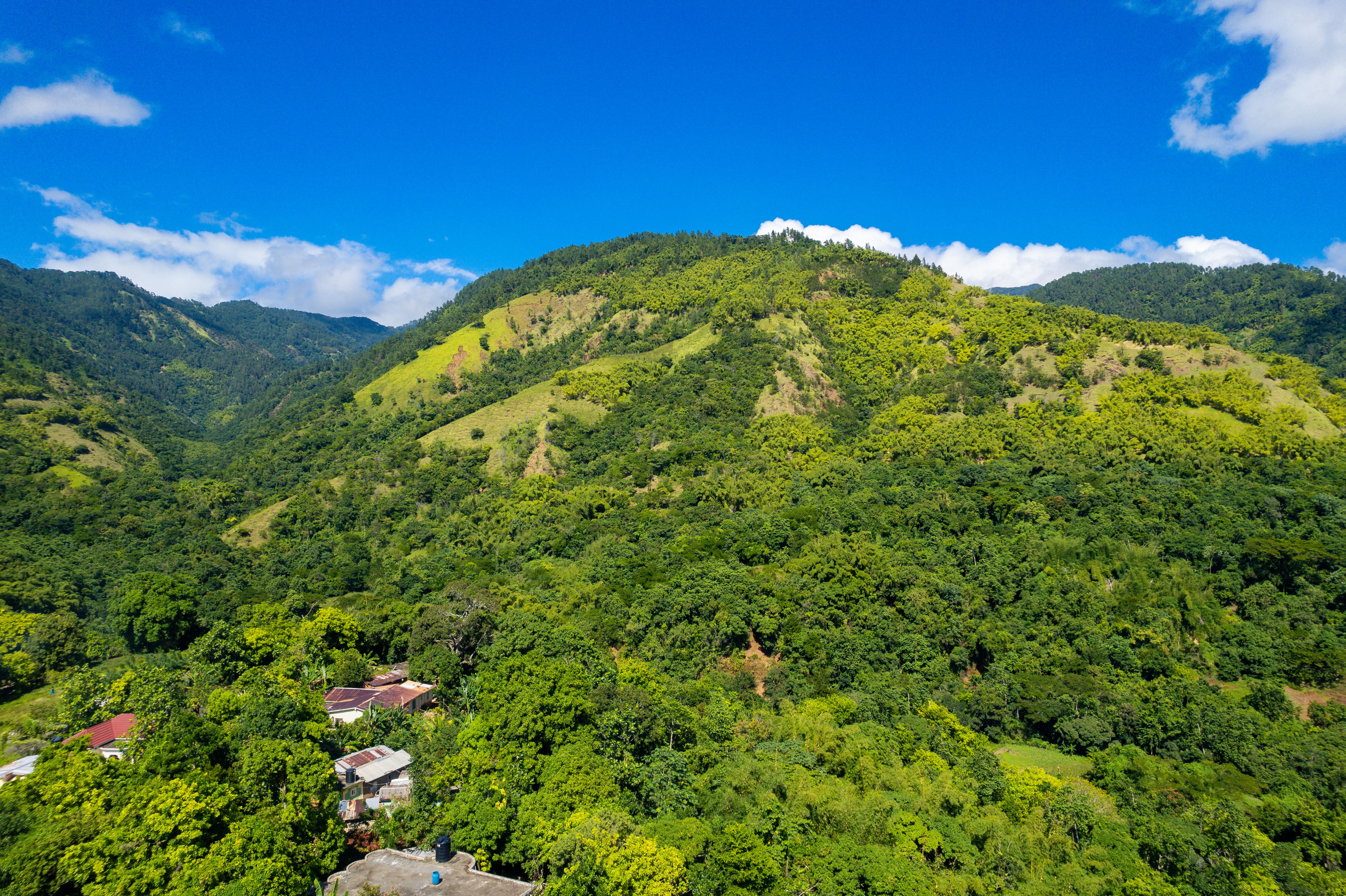 Blue Mountain Coffe Experience