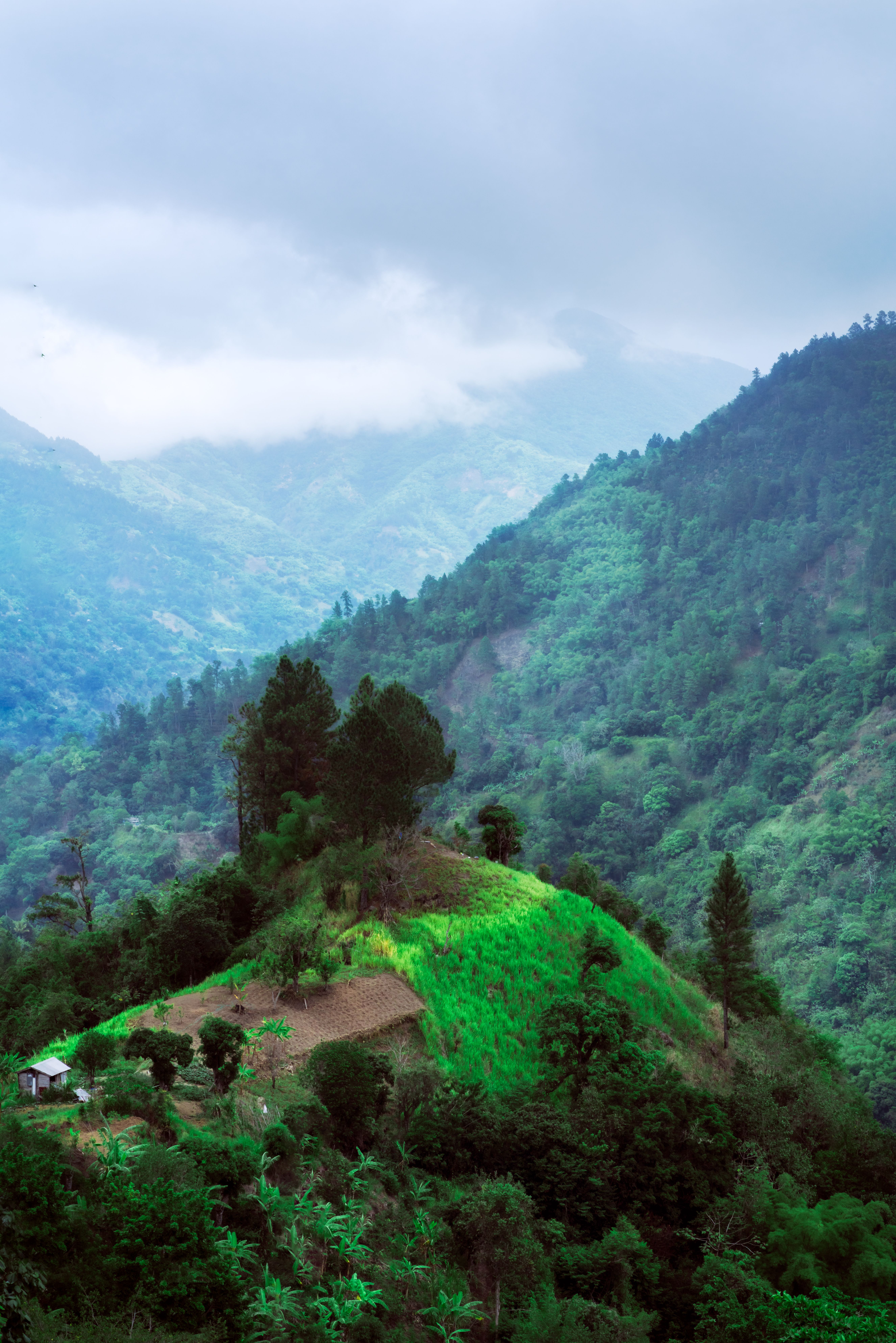 Blue Mountain Coffe Experience