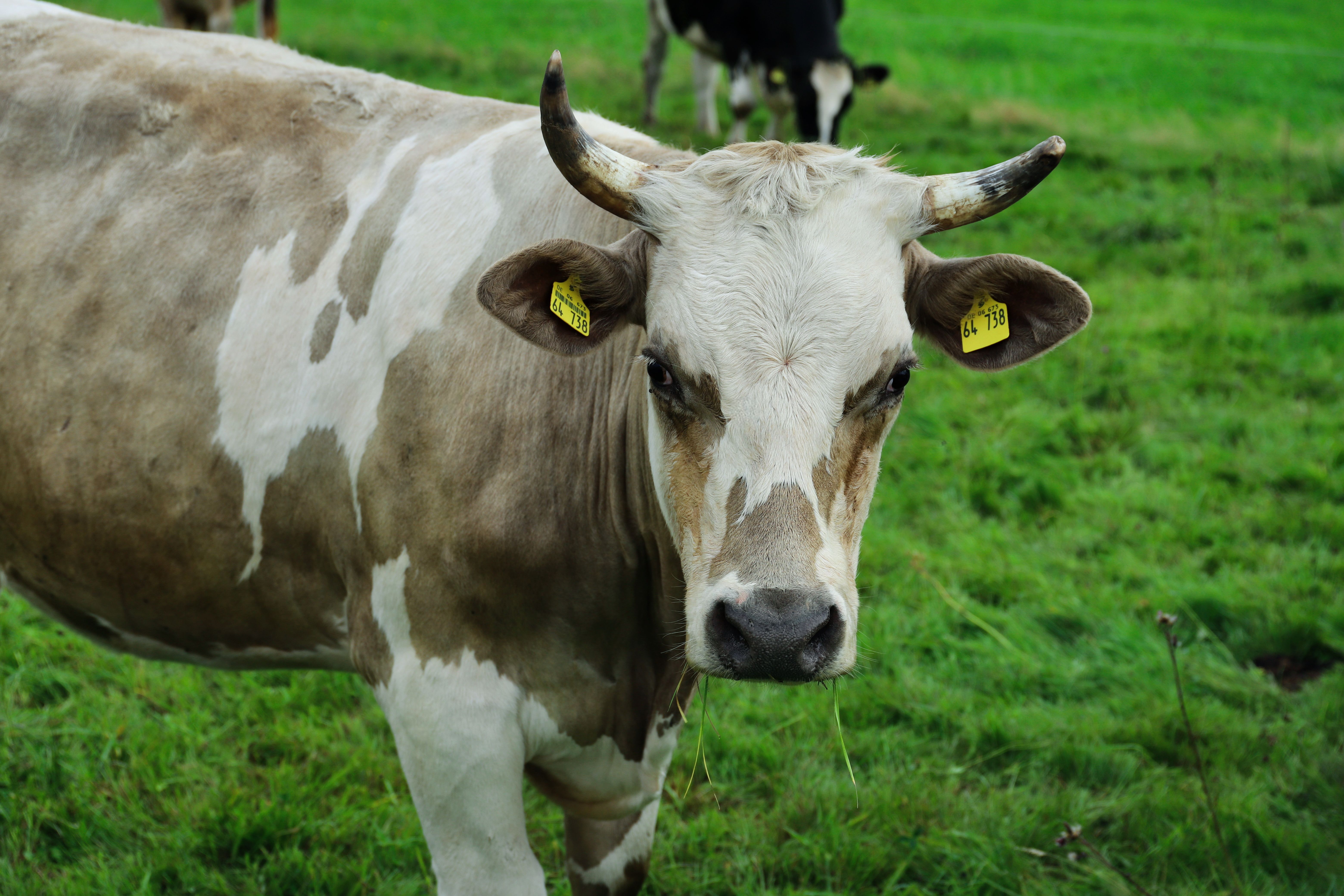 🐮 Cow farming with locals 