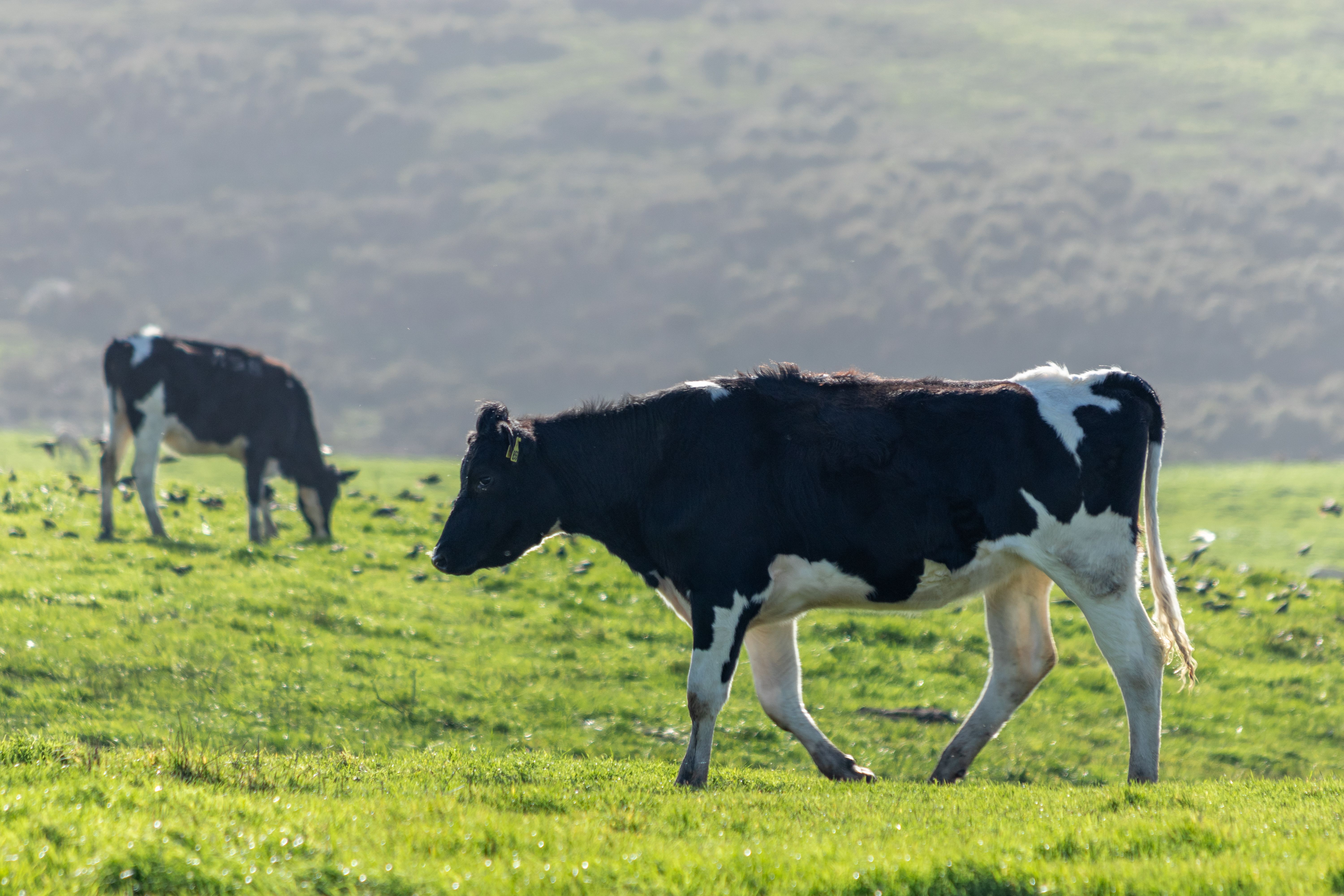 🐮 Cow farming with locals 
